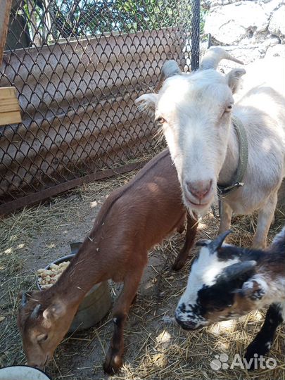 Козы Ламанча