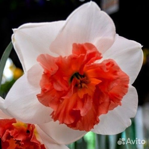 Луковицы Нарцисса Прекоушес, Реплет