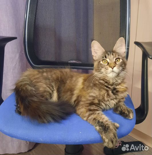 Котята Мейн-кун с документами