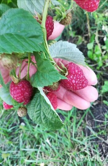 Малина ремонтантная