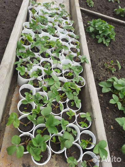 Клубника черный принц (саженцы)