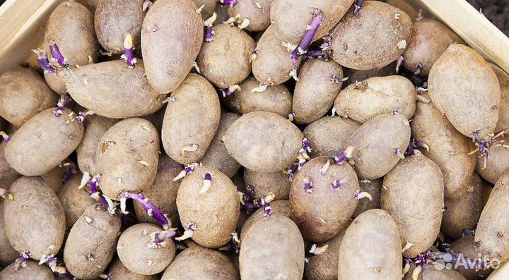Семенной картофель