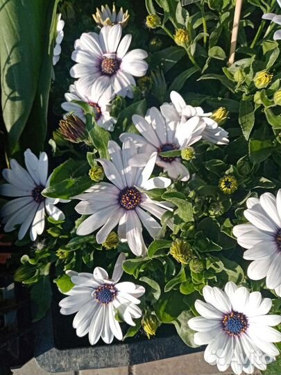 Комнатные цветы