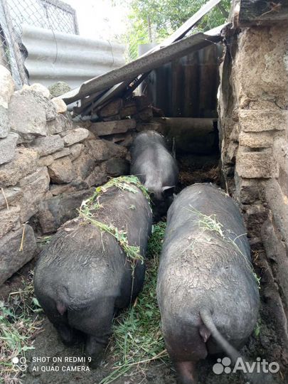 Вьетнамск вислобрюхий поросенок