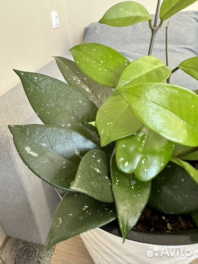 Комнатные цветы, Хойя