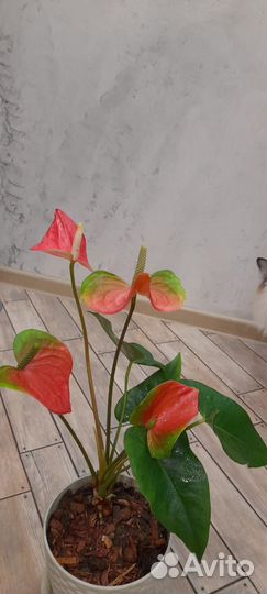 Антуриум Пинк февер