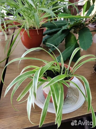 Хлорофитум