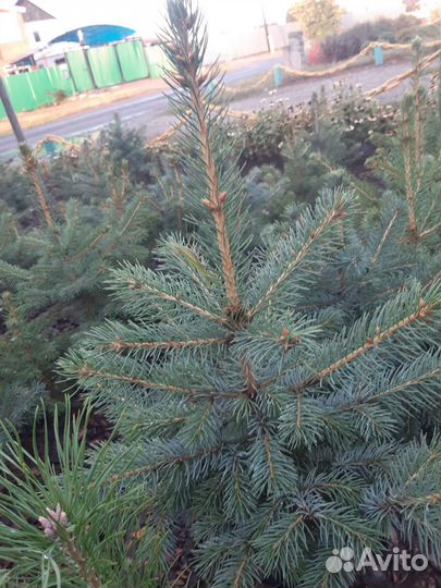 Саженцы туи, можжевельников