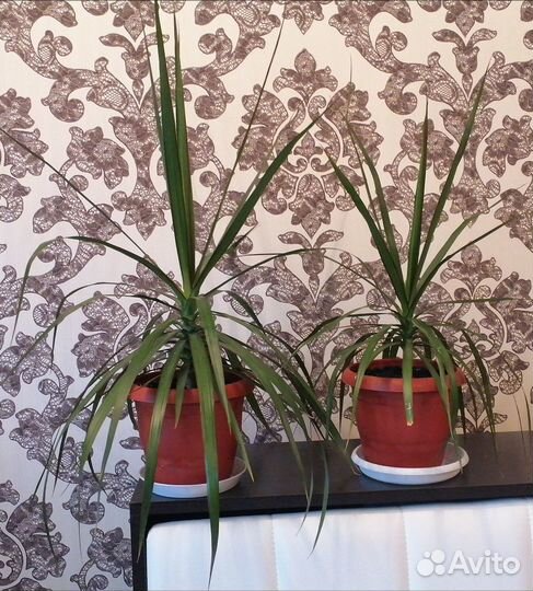 Пальма драцена