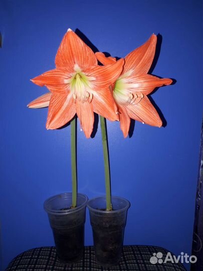 Гиппиаструм