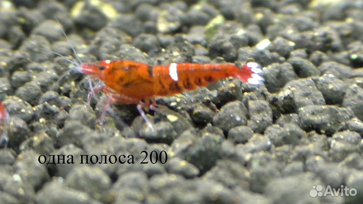 Аквариумные Креветки Кристаллы TaiwanBee Бонусы