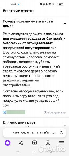 Мирт. Комнатные цветы