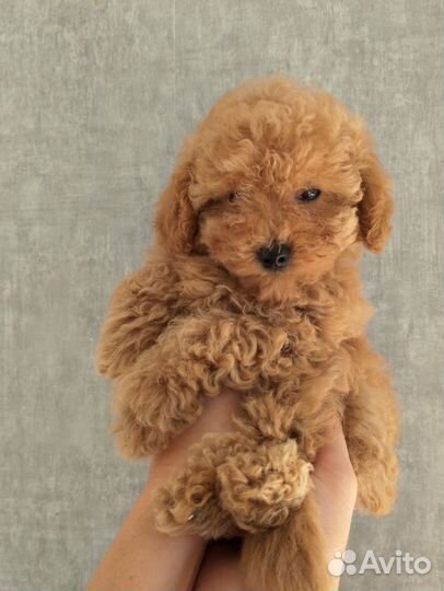 Той-пудель мини девочка ред braun