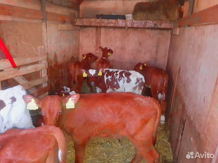 Телята, бычки, тёлочки. Бесплатная доствка