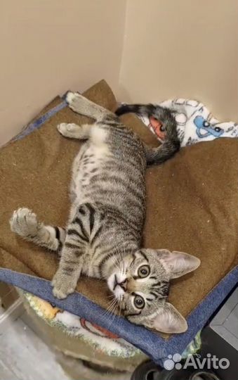 Экзотический метис из Абхазии