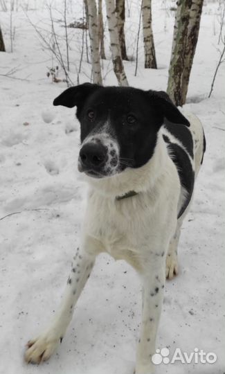 Очень ласковый Смоки из приюта