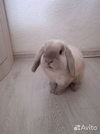 Декоративные кролики минилоп