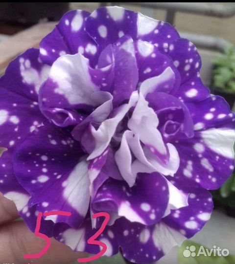 Вегетативная петуния черенки