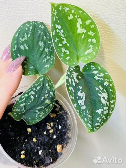 Сциндапсусы