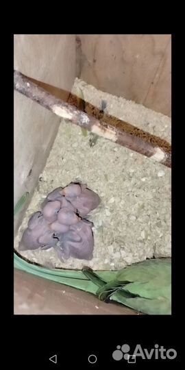 Ожереловый попугай