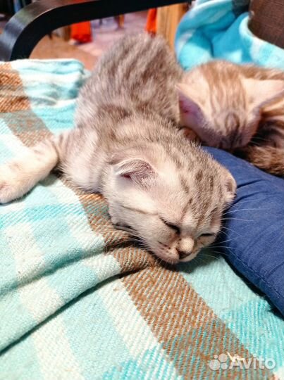 Вислоухие коты