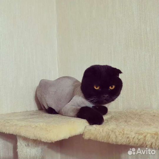 Грумер стрижка кошек и котов