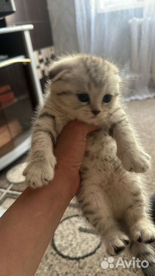 Шотландская вислоухая