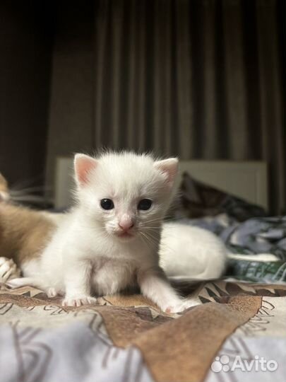 Продам котят