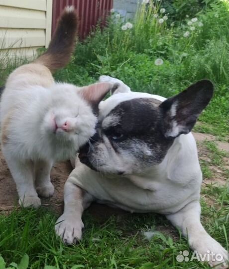Котенок