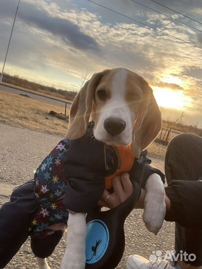 Комбинезон для собак