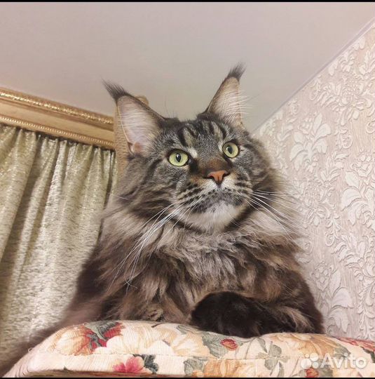 Когтеточка из дерева