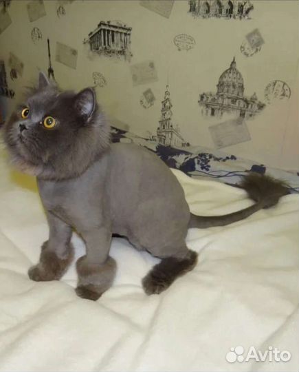 Стрижка кошек с выездом на дом. Стрижка собак