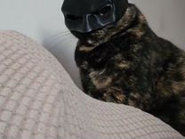 Bat-cat, маска бэтмена для кота