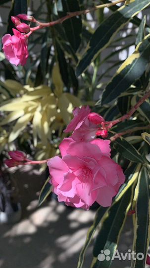 Олеандр вариегатный 4-летки