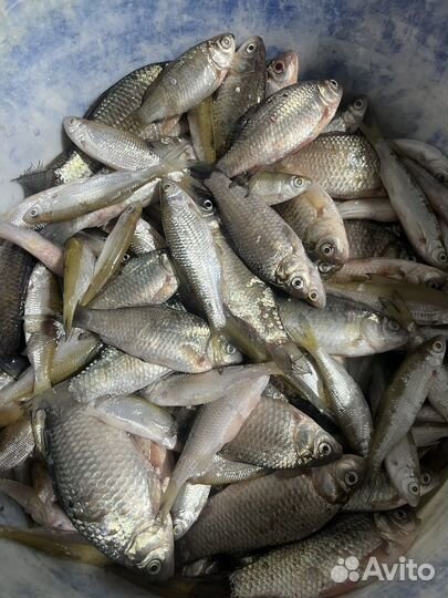 Рыбный отход, корм для птиц, кур