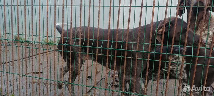 Отдам курцхааров