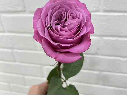 Премиум пионовидная роза 11 15 роз букет доставка