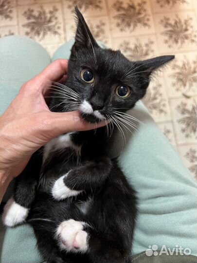 Котенок Феликс Сигизмундович в добрые руки дар