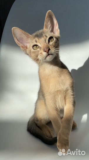 Шикарный голубой кот