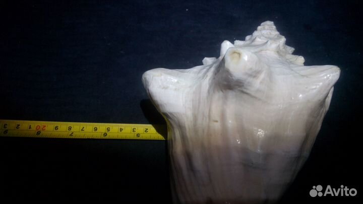 Коралл и раковины для аквариума или интерьера