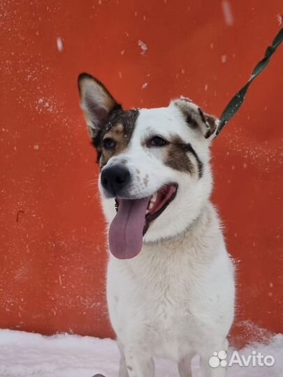 Шикарная девочка ищет дом