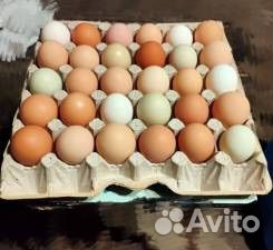 Инкубационное яйцо