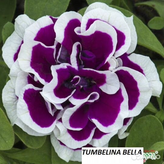 Рассада цветов