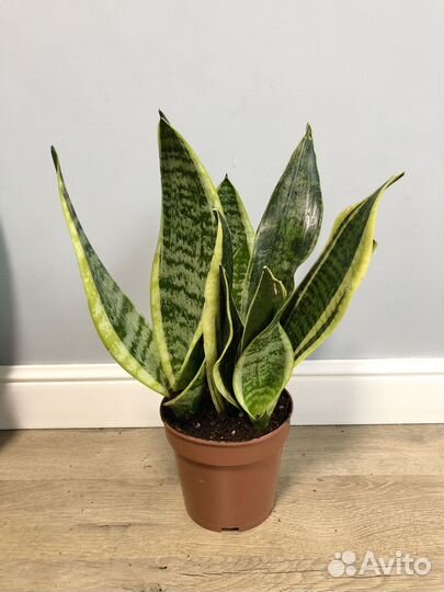 Сансевиерия Футура суперба