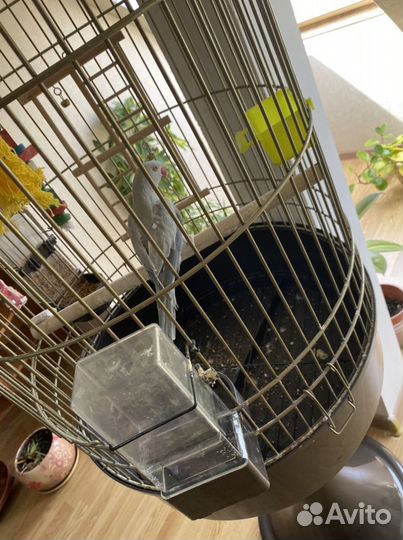 Попугай кольчатый вместе с клеткой
