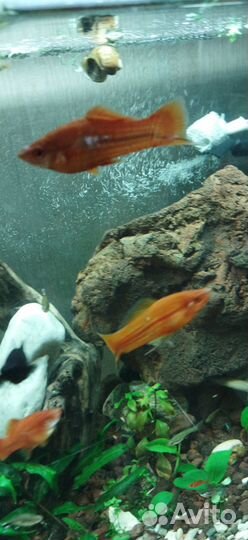 Улитка мелания, меченосцы