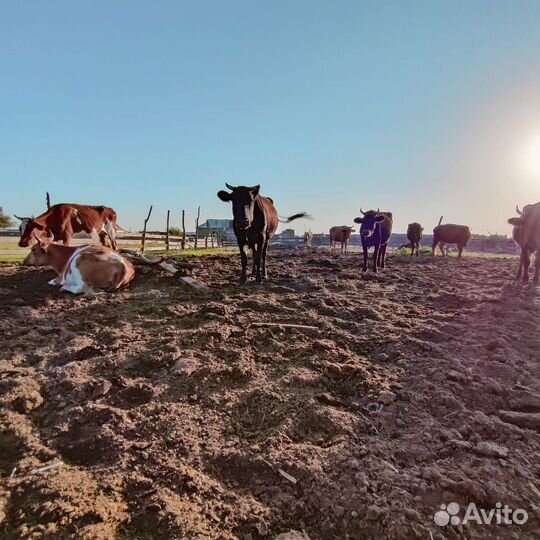 Коровы с телятами