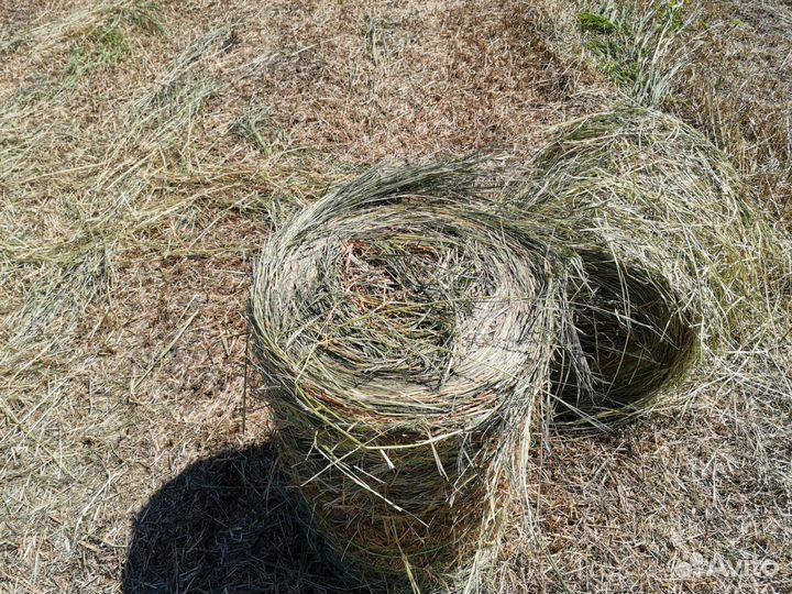 Сено в мини рулонах урожай 2024 года