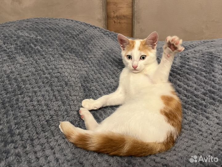 Котенок мальчик бесплатно