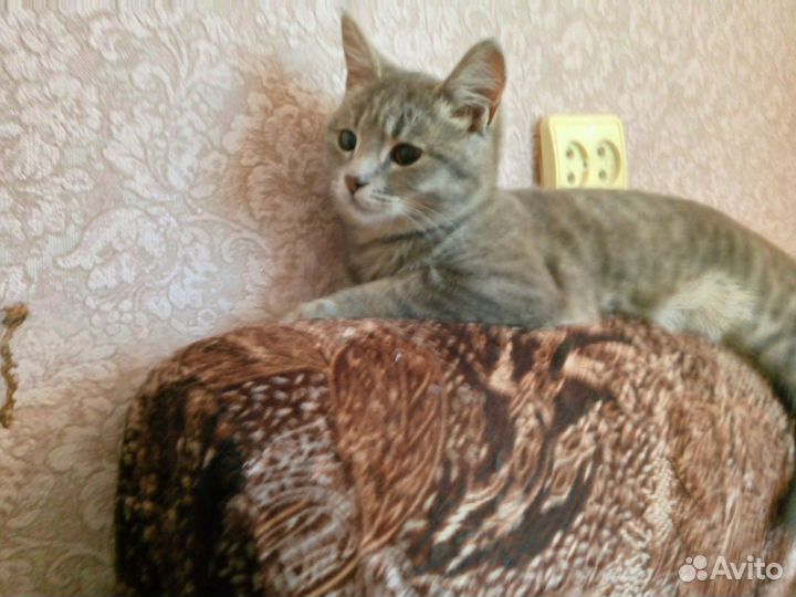 Европейский короткошёрстный Котёнок